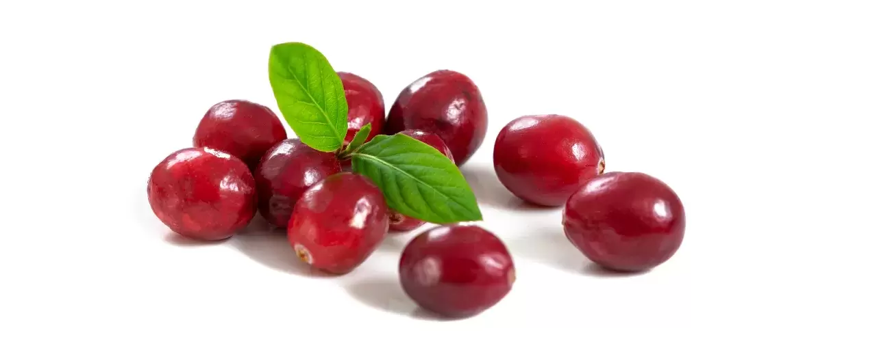 Antioxidantien