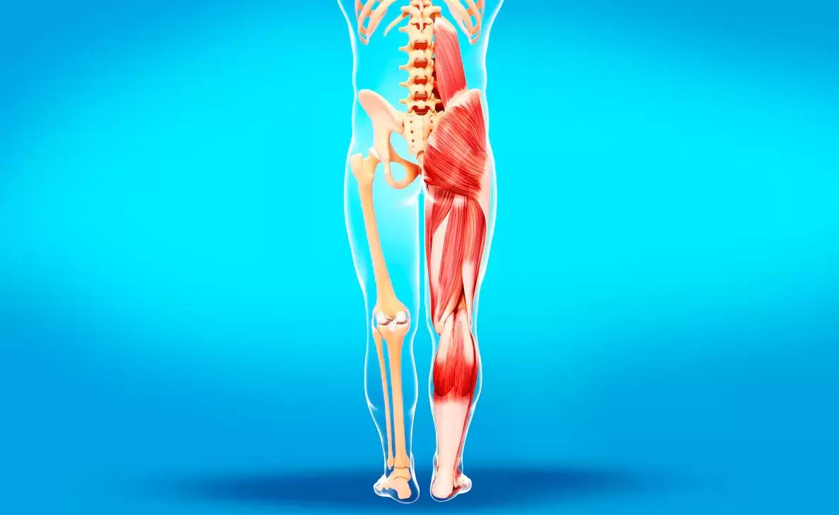 Die Power-Hosen-Falte Muskeln