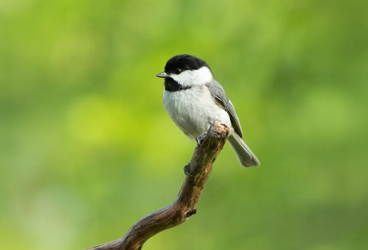 Wussten Sie, wer den Begriff «Birdie» geprägt hat? 