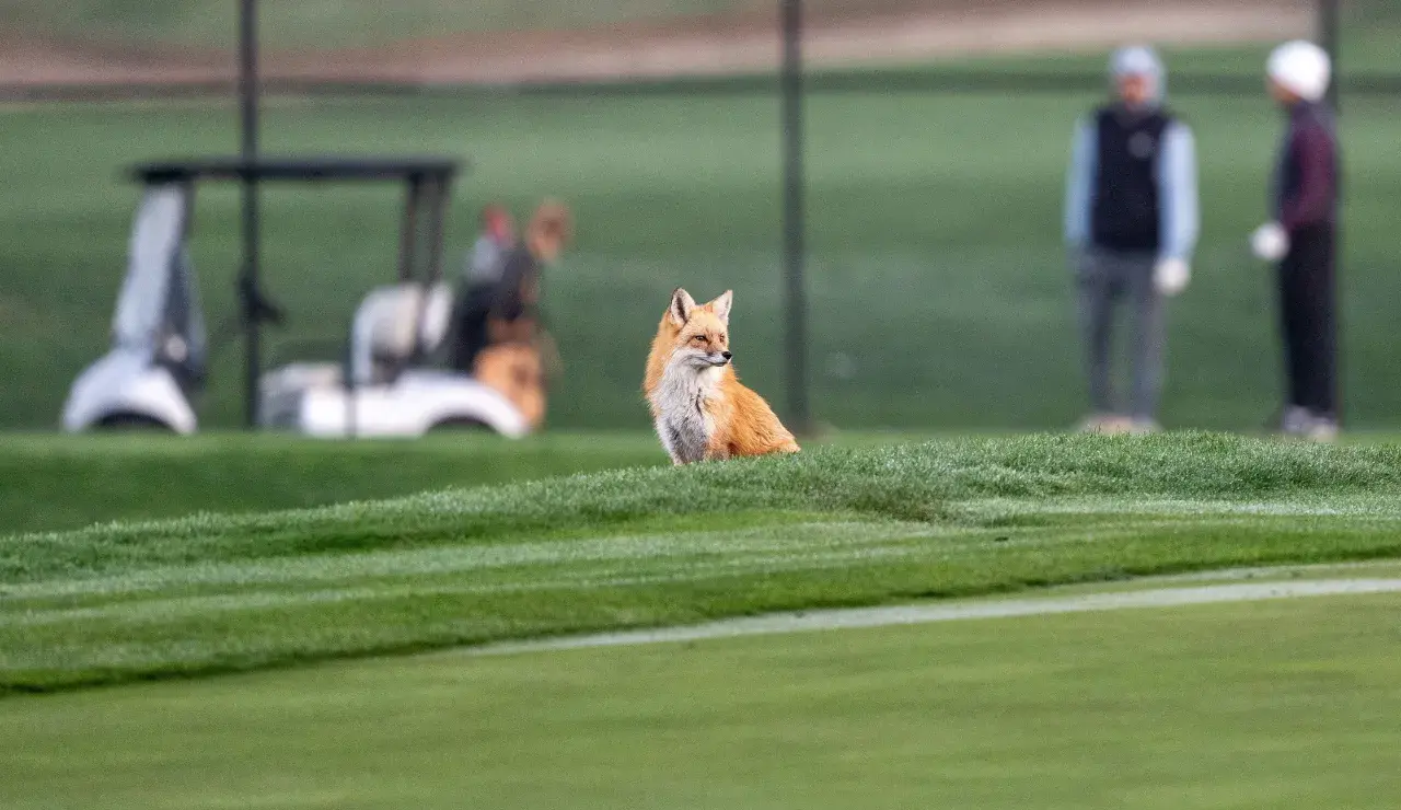 Schweizer Die meisten Schweizer Golfplätze sind heute mehr als Sportanlagen: Mit naturnah gepflegten Flächen bieten sie Rückzugsräume für viele Tierarten und werden so zu bedeutenden Biodiversitäts-Hotspots.