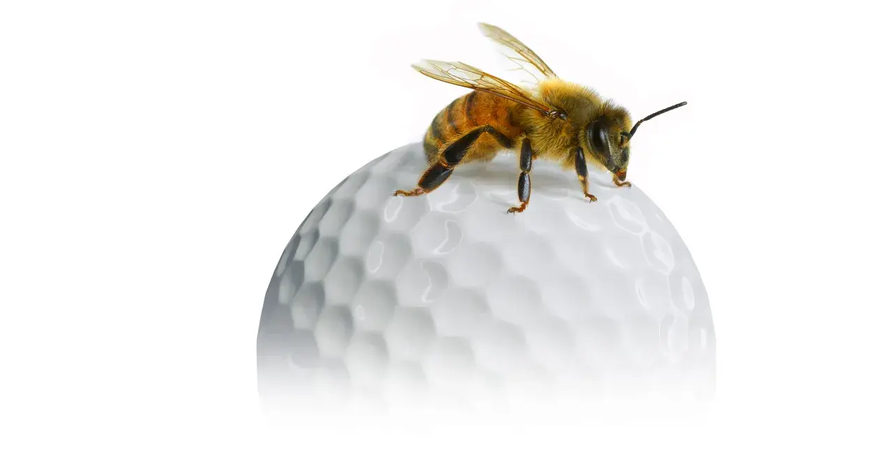 Lebensraum ­Golfplatz Schweizer Golfplätze sind heute mehr als Sportanlagen Biodiversitäts-Hotspots