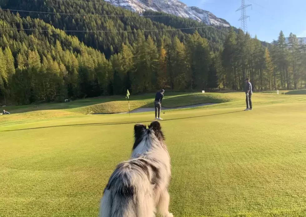 Golf Engadin Hund